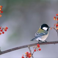 シジュウカラ